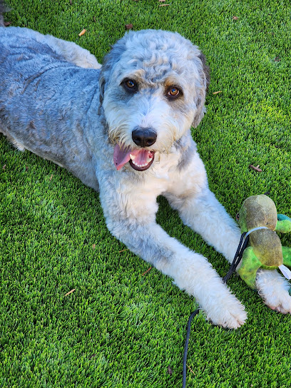 Just For Pets Dog Walking and Pet Sitting LLP