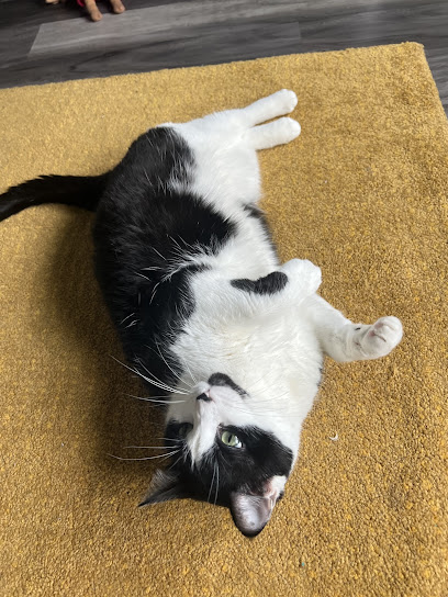 Cat-Tastic Pet Sitting