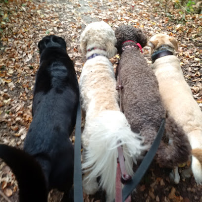 Walks & Wags