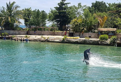 Dolphin Cove Montego Bay