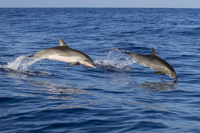 Dolphin Watching Tours - Mali Lošinj