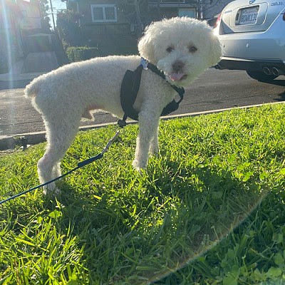 Fetch Pet Care West Los Angeles