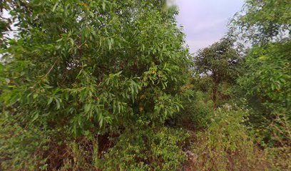 Shree katyayani travels