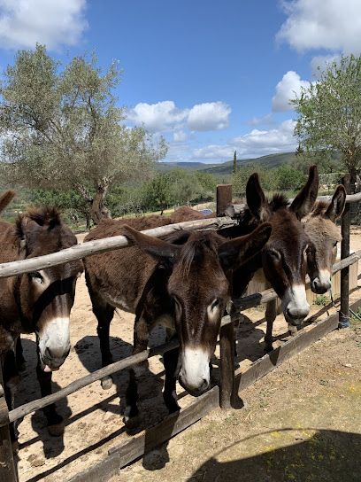 Donkey Tours