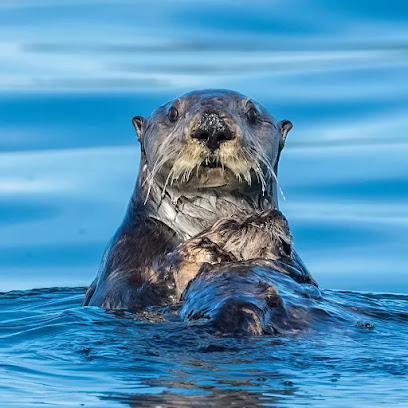 Sitka Sound Tours