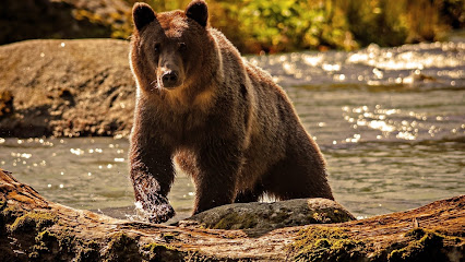 West Coast Grizzly Bear Tours