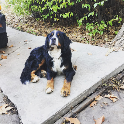 The Dog Walkin' Divas, LLC