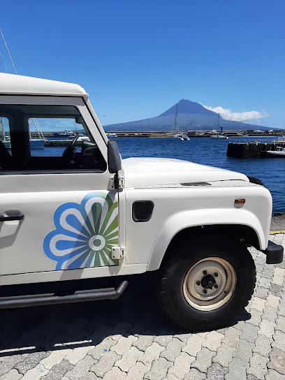 Azores Experiences - Whale Watching & Island Tours