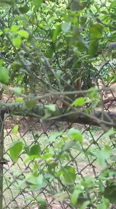 Sri Siddhivinayaka Tours and Travels Mangalore